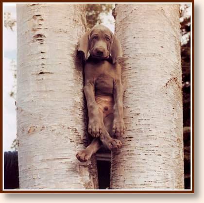 wedged